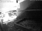 Archived image Webcam Peregrine Falcon - St. Peter Cathedral 06:00