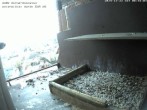 Archived image Webcam Peregrine Falcon - St. Peter Cathedral 07:00