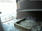 Archived image Webcam Peregrine Falcon - St. Peter Cathedral 11:00