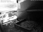 Archived image Webcam Peregrine Falcon - St. Peter Cathedral 06:00