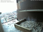 Archived image Webcam Peregrine Falcon - St. Peter Cathedral 07:00