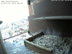 Archived image Webcam Peregrine Falcon - St. Peter Cathedral 09:00