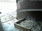 Archived image Webcam Peregrine Falcon - St. Peter Cathedral 11:00