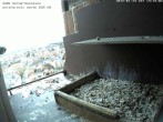 Archived image Webcam Peregrine Falcon - St. Peter Cathedral 13:00