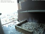 Archived image Webcam Peregrine Falcon - St. Peter Cathedral 15:00