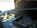 Archived image Webcam Peregrine Falcon - St. Peter Cathedral 05:00