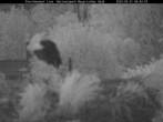 Archived image Webcam Bavarian Forest National Park - Stork Nest 22:00