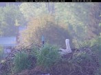 Archived image Webcam Bavarian Forest National Park - Stork Nest 00:00