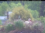 Archived image Webcam Bavarian Forest National Park - Stork Nest 04:00