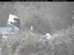 Archived image Webcam Bavarian Forest National Park - Stork Nest 22:00