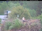 Archived image Webcam Bavarian Forest National Park - Stork Nest 02:00