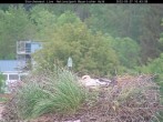 Archived image Webcam Bavarian Forest National Park - Stork Nest 04:00