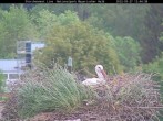Archived image Webcam Bavarian Forest National Park - Stork Nest 06:00