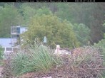 Archived image Webcam Bavarian Forest National Park - Stork Nest 08:00