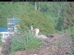 Archived image Webcam Bavarian Forest National Park - Stork Nest 12:00