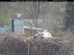 Archived image Webcam Bavarian Forest National Park - Stork Nest 09:00