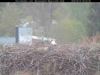 Archived image Webcam Bavarian Forest National Park - Stork Nest 05:00