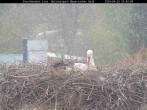 Archived image Webcam Bavarian Forest National Park - Stork Nest 09:00