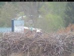 Archived image Webcam Bavarian Forest National Park - Stork Nest 11:00