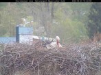 Archived image Webcam Bavarian Forest National Park - Stork Nest 13:00