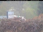 Archived image Webcam Bavarian Forest National Park - Stork Nest 05:00