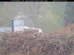 Archived image Webcam Bavarian Forest National Park - Stork Nest 06:00