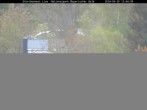Archived image Webcam Bavarian Forest National Park - Stork Nest 11:00