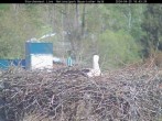 Archived image Webcam Bavarian Forest National Park - Stork Nest 15:00
