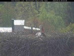 Archived image Webcam Bavarian Forest National Park - Stork Nest 07:00