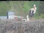 Archived image Webcam Bavarian Forest National Park - Stork Nest 13:00