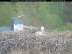 Archived image Webcam Bavarian Forest National Park - Stork Nest 15:00
