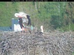 Archived image Webcam Bavarian Forest National Park - Stork Nest 17:00