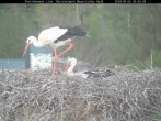 Archived image Webcam Bavarian Forest National Park - Stork Nest 19:00