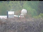 Archived image Webcam Bavarian Forest National Park - Stork Nest 07:00
