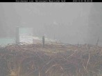 Archiv Foto Webcam Nationalpark Bayerischer Wald - Storchennest - Grafenau 07:00