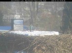 Archived image Webcam Bavarian Forest National Park - Stork Nest 13:00