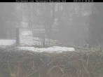 Archived image Webcam Bavarian Forest National Park - Stork Nest 07:00