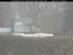 Archived image Webcam Bavarian Forest National Park - Stork Nest 09:00