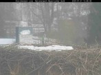 Archived image Webcam Bavarian Forest National Park - Stork Nest 11:00