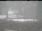 Archived image Webcam Bavarian Forest National Park - Stork Nest 06:00