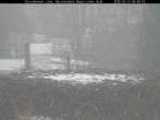 Archived image Webcam Bavarian Forest National Park - Stork Nest 07:00