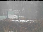 Archived image Webcam Bavarian Forest National Park - Stork Nest 09:00