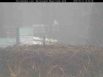 Archived image Webcam Bavarian Forest National Park - Stork Nest 13:00