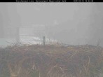 Archived image Webcam Bavarian Forest National Park - Stork Nest 15:00