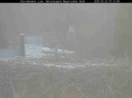 Archived image Webcam Bavarian Forest National Park - Stork Nest 06:00