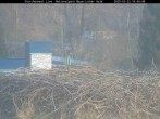 Archived image Webcam Bavarian Forest National Park - Stork Nest 15:00