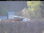 Archived image Webcam Bavarian Forest National Park - Stork Nest 06:00