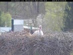 Archived image Webcam Bavarian Forest National Park - Stork Nest 09:00