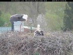 Archived image Webcam Bavarian Forest National Park - Stork Nest 11:00