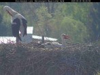 Archiv Foto Webcam Nationalpark Bayerischer Wald - Storchennest - Grafenau 07:00